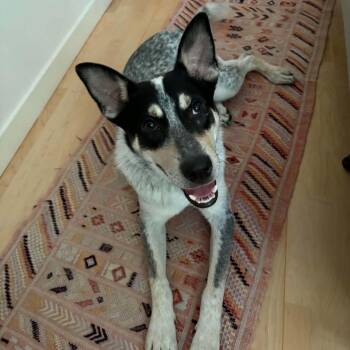 Chuck -  Australian Cattle Dog Blue Heeler Dog for Adoption in Houston, Texas - Chuck | PetCurious