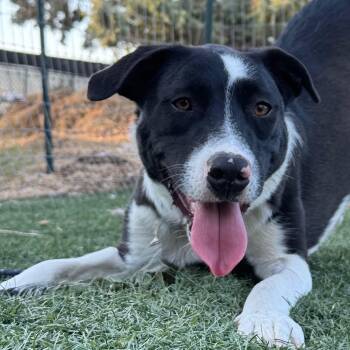 Rescue Border Collie Dogs for Adoption in Bend, Oregon - Gram | PetCurious