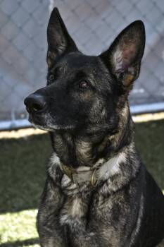 Leia -  German Shepherd Dog and Mixed Breed Dog for Adoption in Fishers, Indiana - Leia | PetCurious