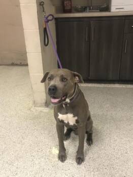 ZAG -  Pit Bull Terrier Dog for Adoption in Conroe, Texas - ZAG | PetCurious