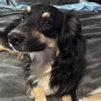 Solo -  Australian Shepherd Dog for Adoption in Scottsdale, Arizona - Solo | PetCurious