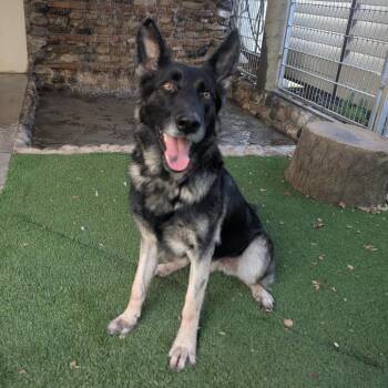 Loba -  German Shepherd Dog Dog for Adoption in Pasadena, California - Loba | PetCurious