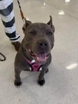 American Bully Dogs Available for Adoption in Semmes, Alabama - Twin | PetCurious