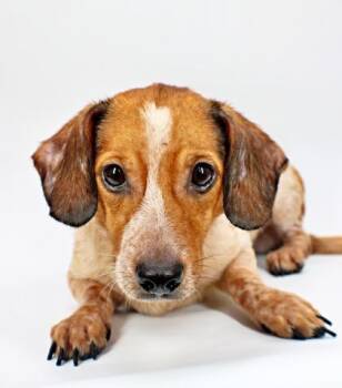 Rusty -  Dachshund and Mixed Breed Dog for Adoption in Morton Grove, Illinois - Rusty | PetCurious