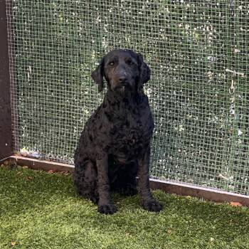 Poodle Dogs Available for Adoption - Duchess 4390 | PetCurious