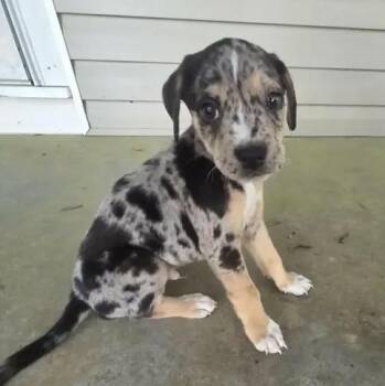 Brian -  Catahoula Leopard Dog Dog for Adoption in Glocester, Rhode Island - Brian | PetCurious