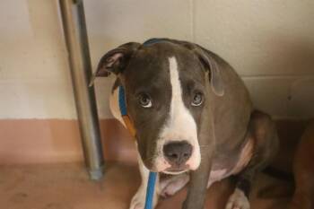 ANDREW -  Mixed Breed Dog for Adoption in Columbia, South Carolina - ANDREW | PetCurious