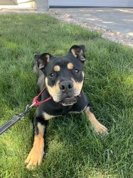 Rescue Rottweiler and Mixed Breed Dogs for Adoption in Windsor, Colorado - Basil | PetCurious