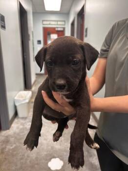 Pit Bull Terrier Dogs Available for Adoption in Gautier, Mississippi - Brooke | PetCurious