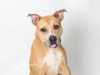 GRACIOUS -  Boxer and Mixed Breed Dog for Adoption in Omaha, Nebraska - GRACIOUS | PetCurious