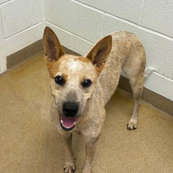 Bindi -  Cattle Dog and Mixed Breed Dog for Adoption in Corpus Christi, Texas - Bindi | PetCurious