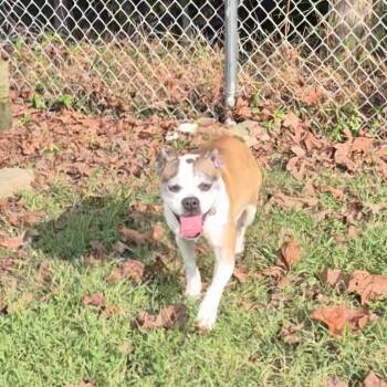 Abigail -  Boston Terrier Dog for Adoption in Clay City, Kentucky - Abigail | PetCurious