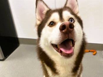 Rescue Siberian Husky Dogs for Adoption in Palo Alto, California - DUDE | PetCurious