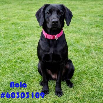 Black Labrador Retriever and Beagle Dogs Available for Adoption - Nola  | PetCurious