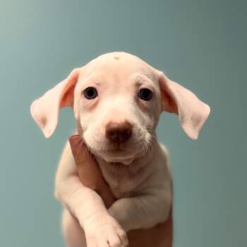 Tweety -  Mixed Breed Dog for Adoption in Columbus, Georgia - Tweety | PetCurious