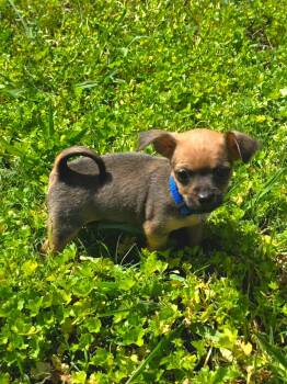 Chihuahua Dogs Available for Adoption in Penryn, California - Biscuit | PetCurious