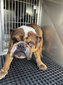 ROSS -  Mixed Breed Dog for Adoption in Dallas, Texas - ROSS | PetCurious
