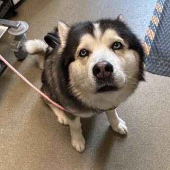 Sosa -  Siberian Husky Dog for Adoption in Council Bluffs, Iowa - Sosa | PetCurious