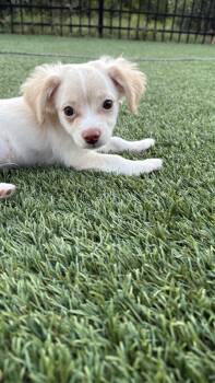 Petey -  Chihuahua Dog for Adoption - Petey | PetCurious