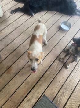 Australian Cattle Dog Blue Heeler Dogs Available for Adoption in Uxbridge, Massachusetts - Enzo | PetCurious