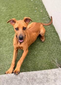 Rhodesian Ridgeback and Mixed Breed Dogs Available for Adoption in Los Angeles, California - Queen Au Gratin Of Spudshire | PetCurious