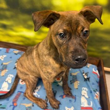 Bingo -  Mixed Breed Dog for Adoption in Auburn, New Hampshire - Bingo | PetCurious