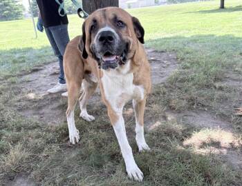 Roman -  Saint Bernard Dog for Adoption in Columbus, Indiana - Roman | PetCurious