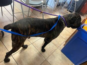 Antwon -  Mixed Breed Dog for Adoption in Cincinnati, Ohio - Antwon | PetCurious