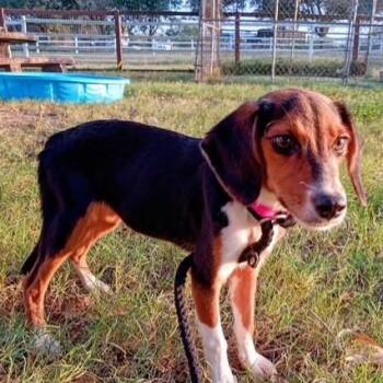 Katrina -  Beagle and Dachshund Dog for Adoption in Houston, Texas - Katrina | PetCurious