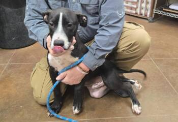 Scoot -  Cane Corso and Mixed Breed Dog Available for Adoption in Junction, Texas - Scoot | PetCurious