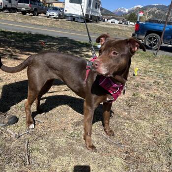Chocolate Labrador Retriever Dogs Available for Adoption in Estes Park, Colorado - Jypsy | PetCurious
