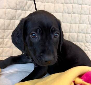 Rescue Labrador Retriever Dogs for Adoption in Cottonwood, Arizona - Rupert | PetCurious