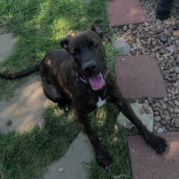 Rescue Labrador Retriever and Mixed Breed Dogs for Adoption in Galveston, Texas - Muffin | PetCurious