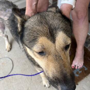 GERALD -  Shepherd Dog for Adoption in Greensboro, North Carolina - GERALD | PetCurious