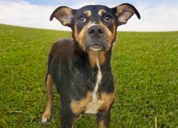 VIVIAN -  German Shepherd Dog and Mixed Breed Dog for Adoption in Fort Lauderdale, Florida - VIVIAN | PetCurious