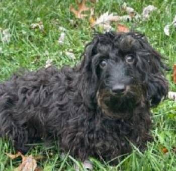 HALLE Halloween -  Dachshund Dog for Adoption in Georgetown, Kentucky - HALLE Halloween | PetCurious