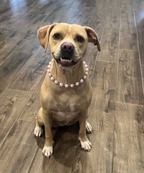 Rescue Pit Bull Terrier and American Staffordshire Terrier Dogs for Adoption in Frisco, Texas - Remi | PetCurious