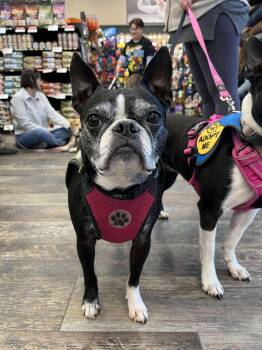 Rescue Boston Terrier Dogs for Adoption in Cando, Saskatchewan - Callee | PetCurious