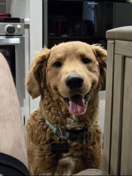 Goldendoodle Dogs Available for Adoption in Klein, Texas - Rex | PetCurious