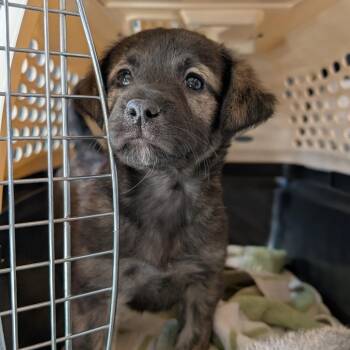 Mixed Breed Dogs Available for Adoption - Turnip | PetCurious