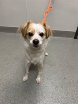 POOH -  Chihuahua Dog for Adoption in Ontario, California - POOH | PetCurious
