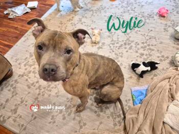 Wylie aka Chowder -  Boxer and Pit Bull Terrier Dog for Adoption in Council Bluffs, Iowa - Wylie Aka Chowder | PetCurious