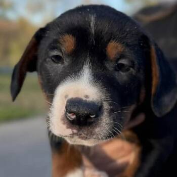 Mixed Breed Dogs Available for Adoption in Rockville, Maryland - Ketchup | PetCurious