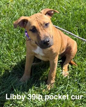 Mountain Cur Dogs Available for Adoption in Camden, Tennessee - Libby | PetCurious