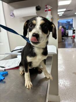 Labrador Retriever Dogs Available for Adoption - Twix | PetCurious