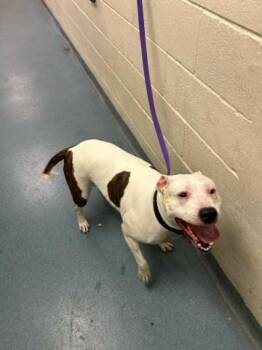 SUNDAY MORGAN -  Mixed Breed Dog for Adoption in West Palm Beach, Florida - SUNDAY MORGAN | PetCurious