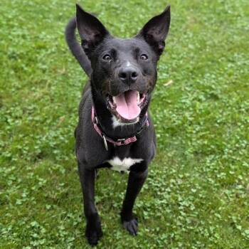 Nelson -  Mixed Breed Dog for Adoption in Ashtabula, Ohio - Nelson | PetCurious
