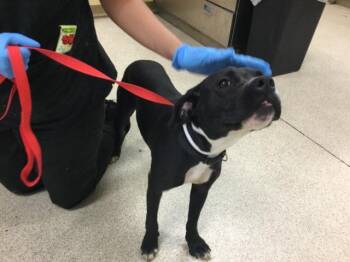 Rescue Pit Bull Terrier and Mixed Breed Dogs for Adoption in Riverside, California - IZZY | PetCurious