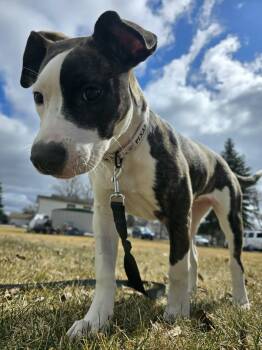 Pit Bull Terrier Dogs Available for Adoption - Juniper | PetCurious
