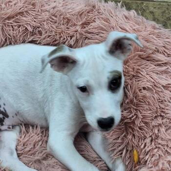 Oliver -  Pit Bull Terrier Dog for Adoption in Madill, Oklahoma - Oliver | PetCurious